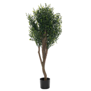 Everbloom_Eucalyptustre_UV