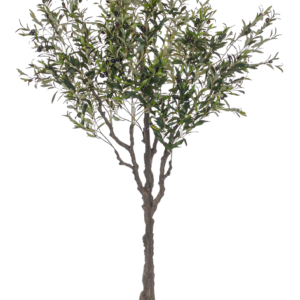 Everbloom Olive 200cm