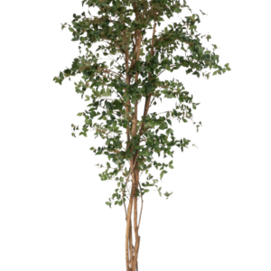 Mountain ash tre 200cm
