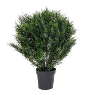 Everbloom Cypress H91 cm