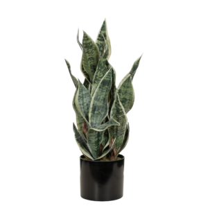 Everbloom Sansevieria Hvit/Grønn 66 cm