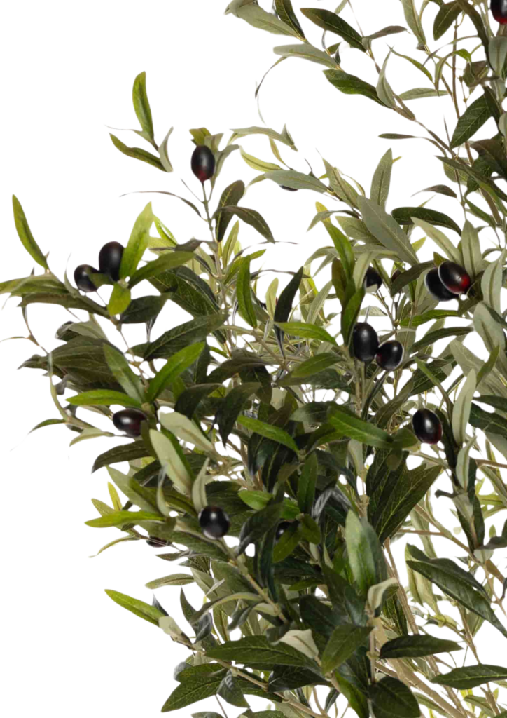 Everbloom Olive Nærbilde